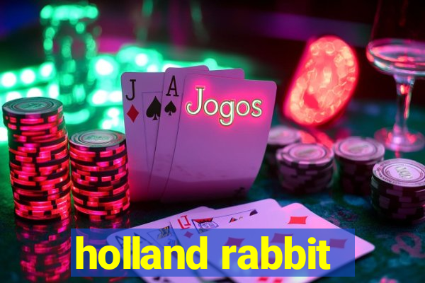 holland rabbit