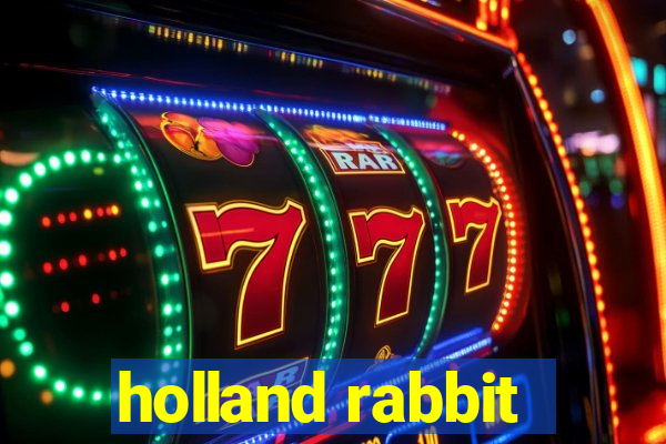 holland rabbit