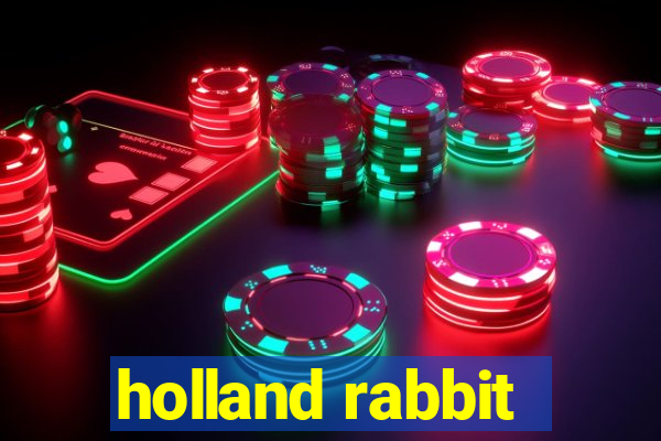 holland rabbit