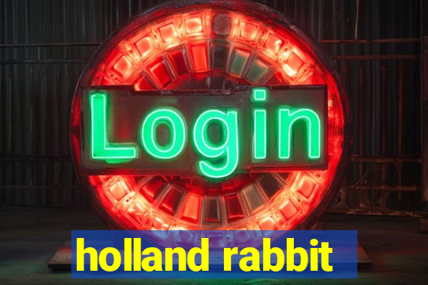 holland rabbit