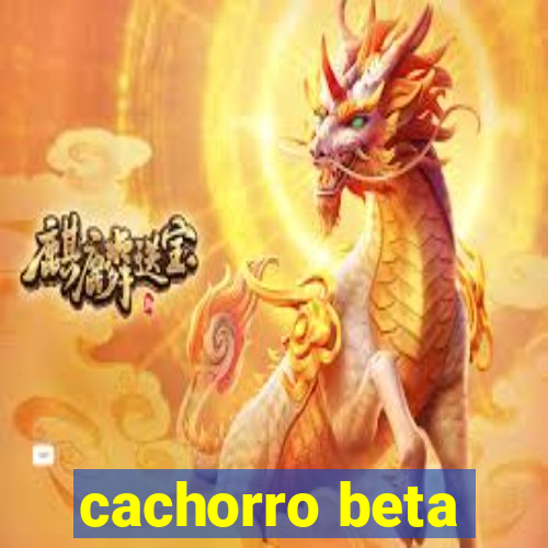 cachorro beta