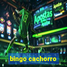 bingo cachorro