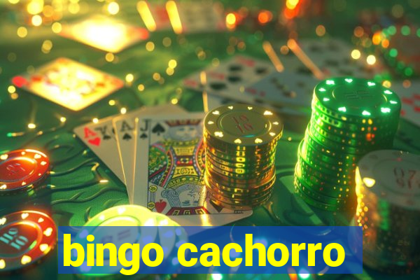 bingo cachorro