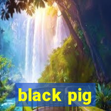 black pig