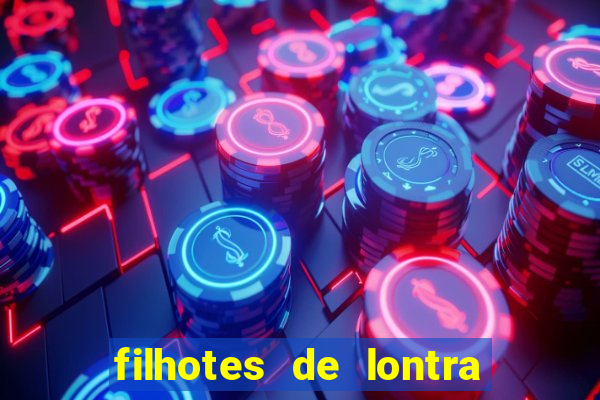 filhotes de lontra para vender