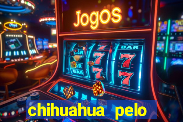 chihuahua pelo longo pre莽o