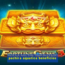 pachira aquatica beneficios