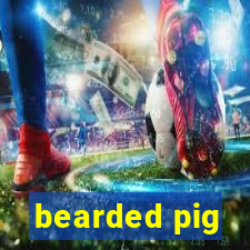 bearded pig