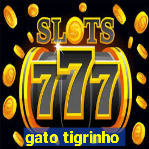 gato tigrinho