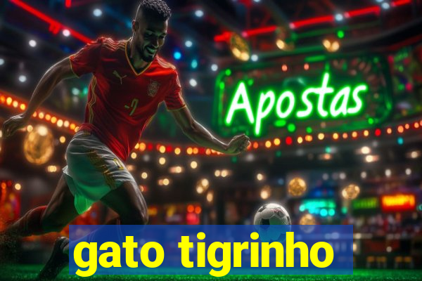 gato tigrinho