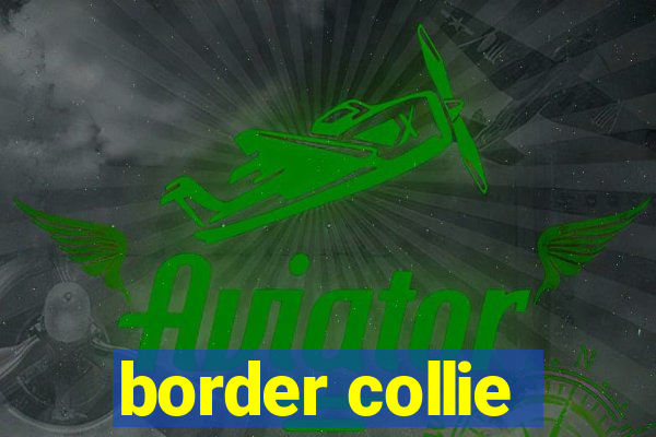 border collie