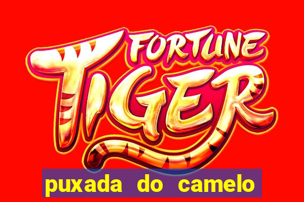 puxada do camelo jogo do bicho