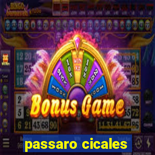 passaro cicales